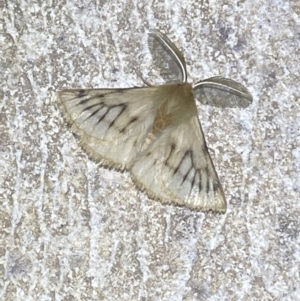 Pterolocera (genus) at Numeralla, NSW - suppressed