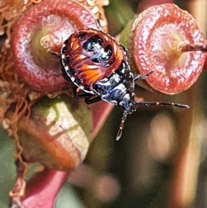 Oechalia schellenbergii at Gundaroo, NSW - 10 Mar 2022 03:14 PM