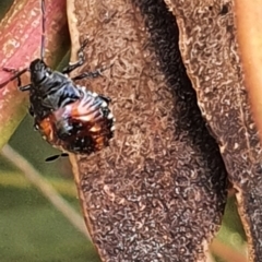 Oechalia schellenbergii at Gundaroo, NSW - 10 Mar 2022 03:14 PM