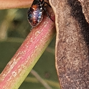 Oechalia schellenbergii at Gundaroo, NSW - 10 Mar 2022 03:14 PM