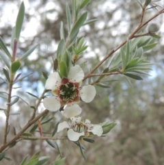 Leptospermum lanigerum (Woolly Teatree) at Paddys River, ACT - 30 Nov 2021 by MichaelBedingfield