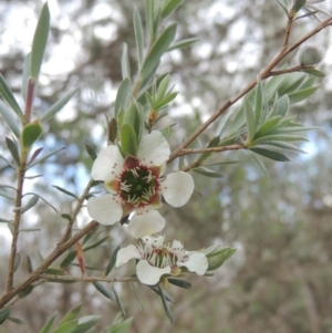 Leptospermum lanigerum at Paddys River, ACT - 30 Nov 2021