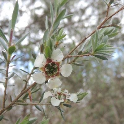 Leptospermum lanigerum (Woolly Teatree) at Paddys River, ACT - 30 Nov 2021 by michaelb