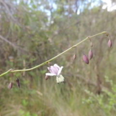 Arthropodium milleflorum at Paddys River, ACT - 30 Nov 2021