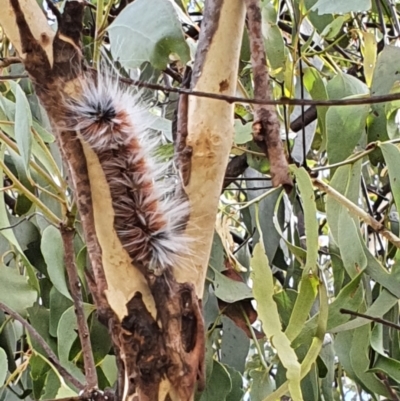 Anthela varia (Hairy Mary) at Gundaroo, NSW - 10 Mar 2022 by Gunyijan