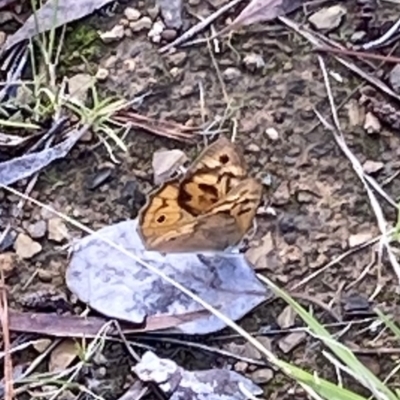 Heteronympha merope (Common Brown Butterfly) at Curtin, ACT - 11 Mar 2022 by RAllen