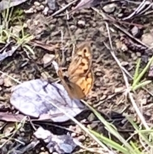 Heteronympha merope at Curtin, ACT - 12 Mar 2022 09:54 AM