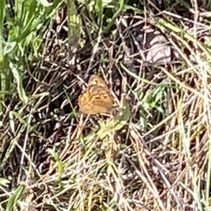 Heteronympha merope at Curtin, ACT - 12 Mar 2022 09:54 AM