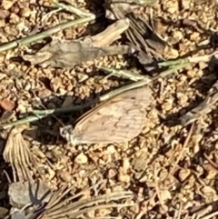 Heteronympha merope at Curtin, ACT - 12 Mar 2022 09:54 AM