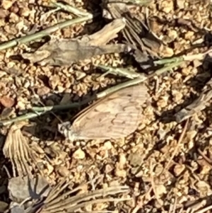 Heteronympha merope at Curtin, ACT - 12 Mar 2022 09:54 AM