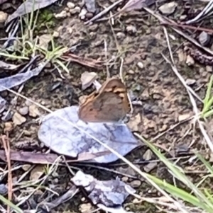 Heteronympha merope at Curtin, ACT - 12 Mar 2022 09:54 AM