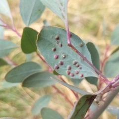 Ophelimus maskellii (Eucalyptus Gall Wasp) at Watson Green Space - 12 Mar 2022 by AniseStar