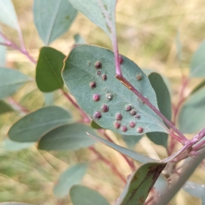 Ophelimus maskellii (Eucalyptus Gall Wasp) at Watson, ACT - 12 Mar 2022 by AniseStar