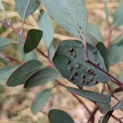 Ophelimus maskellii at Watson, ACT - 12 Mar 2022 12:15 PM