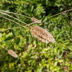 Phalaris aquatica (Phalaris, Australian Canary Grass) at Watson, ACT - 12 Mar 2022 by AniseStar