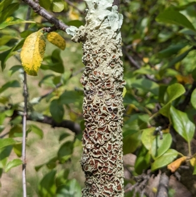 Flavoparmelia sp. (Flavoparmelia Lichen) at Watson Green Space - 12 Mar 2022 by AniseStar