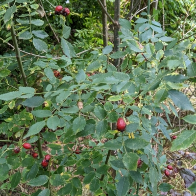 Rosa canina (Dog Rose) at Watson Green Space - 12 Mar 2022 by AniseStar