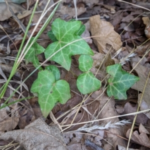 Hedera sp. (helix or hibernica) at Watson Green Space - 12 Mar 2022 12:43 PM