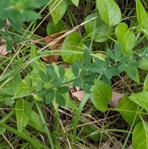 Genista monspessulana at Watson, ACT - 12 Mar 2022