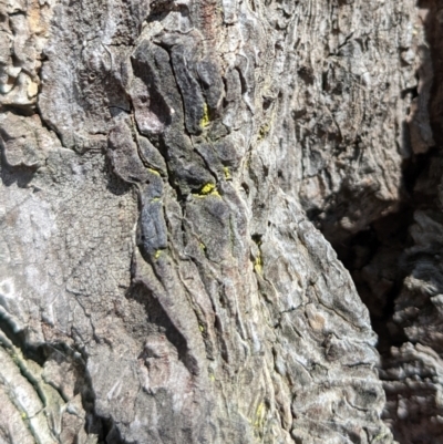 Unidentified Moss, Lichen, Liverwort, etc at Watson Green Space - 12 Mar 2022 by AniseStar