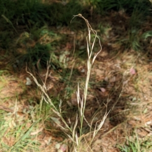 Austrostipa bigeniculata at Watson, ACT - 12 Mar 2022 12:46 PM