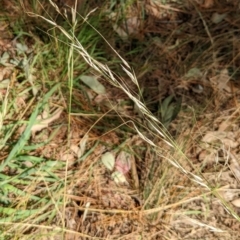 Austrostipa bigeniculata at Watson, ACT - 12 Mar 2022