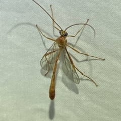 Enicospilus coarctatus (Ophionine wasp) at Numeralla, NSW - 11 Mar 2022 by Steve_Bok