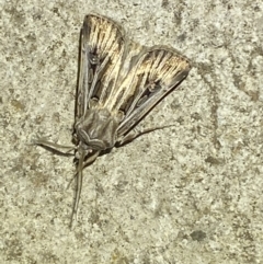 Agrotis radians (Brown cutworm) at Numeralla, NSW - 12 Mar 2022 by SteveBorkowskis