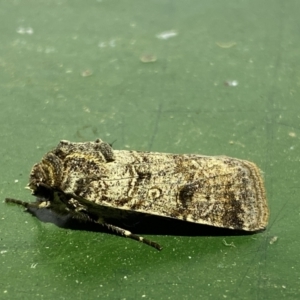 Agrotis porphyricollis at Numeralla, NSW - 12 Mar 2022