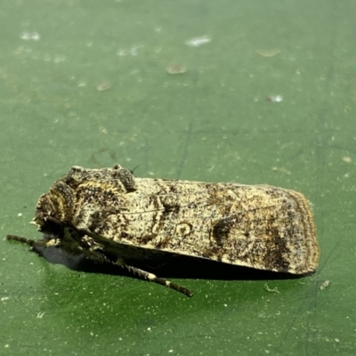 Agrotis porphyricollis (Variable Cutworm) at Numeralla, NSW - 11 Mar 2022 by Steve_Bok