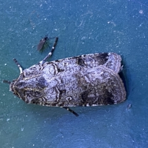 Agrotis porphyricollis at Numeralla, NSW - 12 Mar 2022