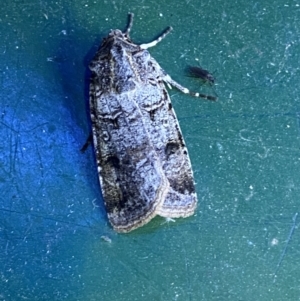 Agrotis porphyricollis at Numeralla, NSW - 12 Mar 2022