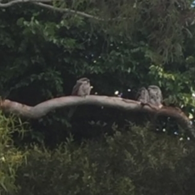 Podargus strigoides (Tawny Frogmouth) at Mawson, ACT - 11 Mar 2022 by clec