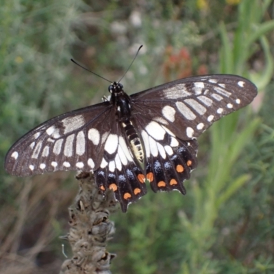 Papilio anactus (Dainty Swallowtail) at Fadden, ACT - 12 Mar 2022 by AnneG1