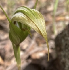 Diplodium ampliatum (Large Autumn Greenhood) at Fadden, ACT - 12 Mar 2022 by AnneG1