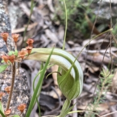 Diplodium ampliatum at Fadden, ACT - 12 Mar 2022