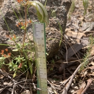 Diplodium ampliatum at Fadden, ACT - 12 Mar 2022