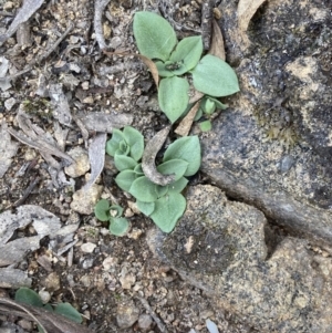 Diplodium ampliatum at Fadden, ACT - 12 Mar 2022