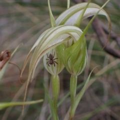 Diplodium ampliatum (Large Autumn Greenhood) at Fadden, ACT - 12 Mar 2022 by AnneG1