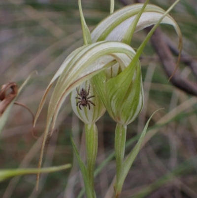 Diplodium ampliatum (Large Autumn Greenhood) at Wanniassa Hill - 12 Mar 2022 by AnneG1