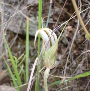 Diplodium ampliatum at Fadden, ACT - suppressed