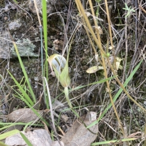 Diplodium ampliatum at Fadden, ACT - suppressed