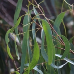 Eucalyptus bridgesiana at Gundaroo, NSW - 10 Mar 2022