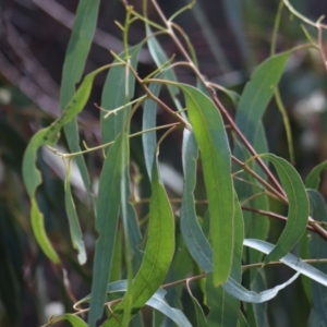 Eucalyptus bridgesiana at Gundaroo, NSW - 10 Mar 2022