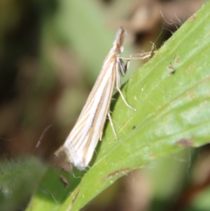 Hednota species near grammellus at Hughes, ACT - 12 Mar 2022 02:55 PM