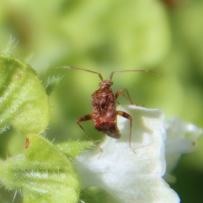 Sidnia kinbergi (Australian crop mirid) at Hughes, ACT - 12 Mar 2022 by LisaH