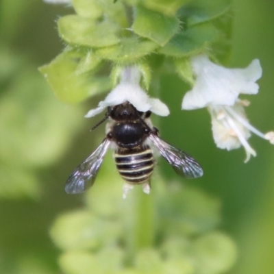Pseudoanthidium (Immanthidium) repetitum (African carder bee) at Hughes, ACT - 12 Mar 2022 by LisaH