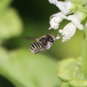 Pseudoanthidium (Immanthidium) repetitum at Hughes, ACT - suppressed