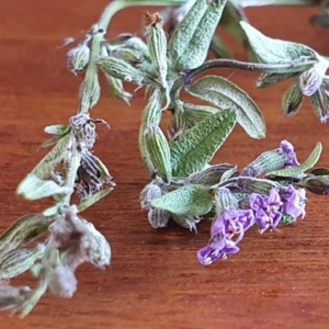 Mentha diemenica at Gundaroo, NSW - 12 Mar 2022