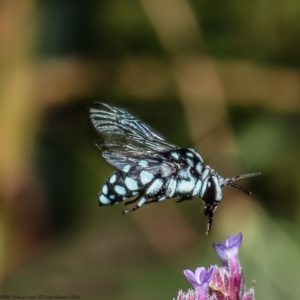 Thyreus caeruleopunctatus at Macgregor, ACT - 12 Mar 2022